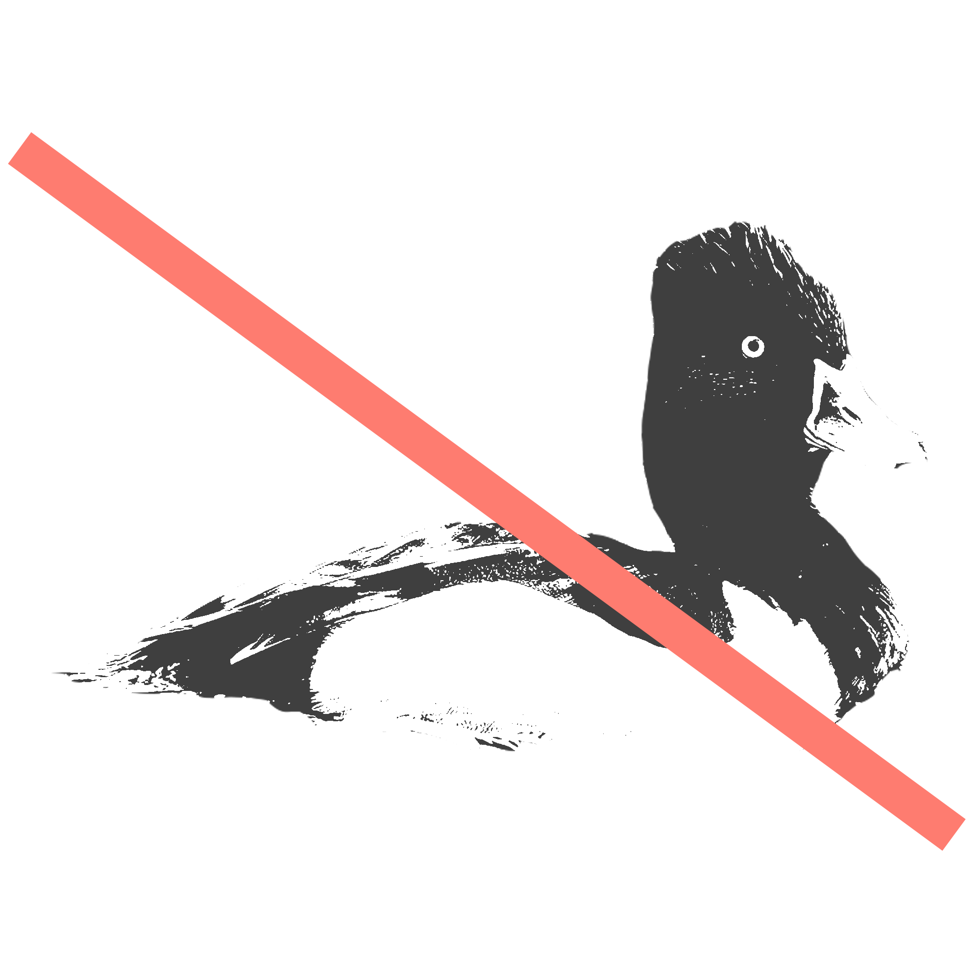 greater scaup.png