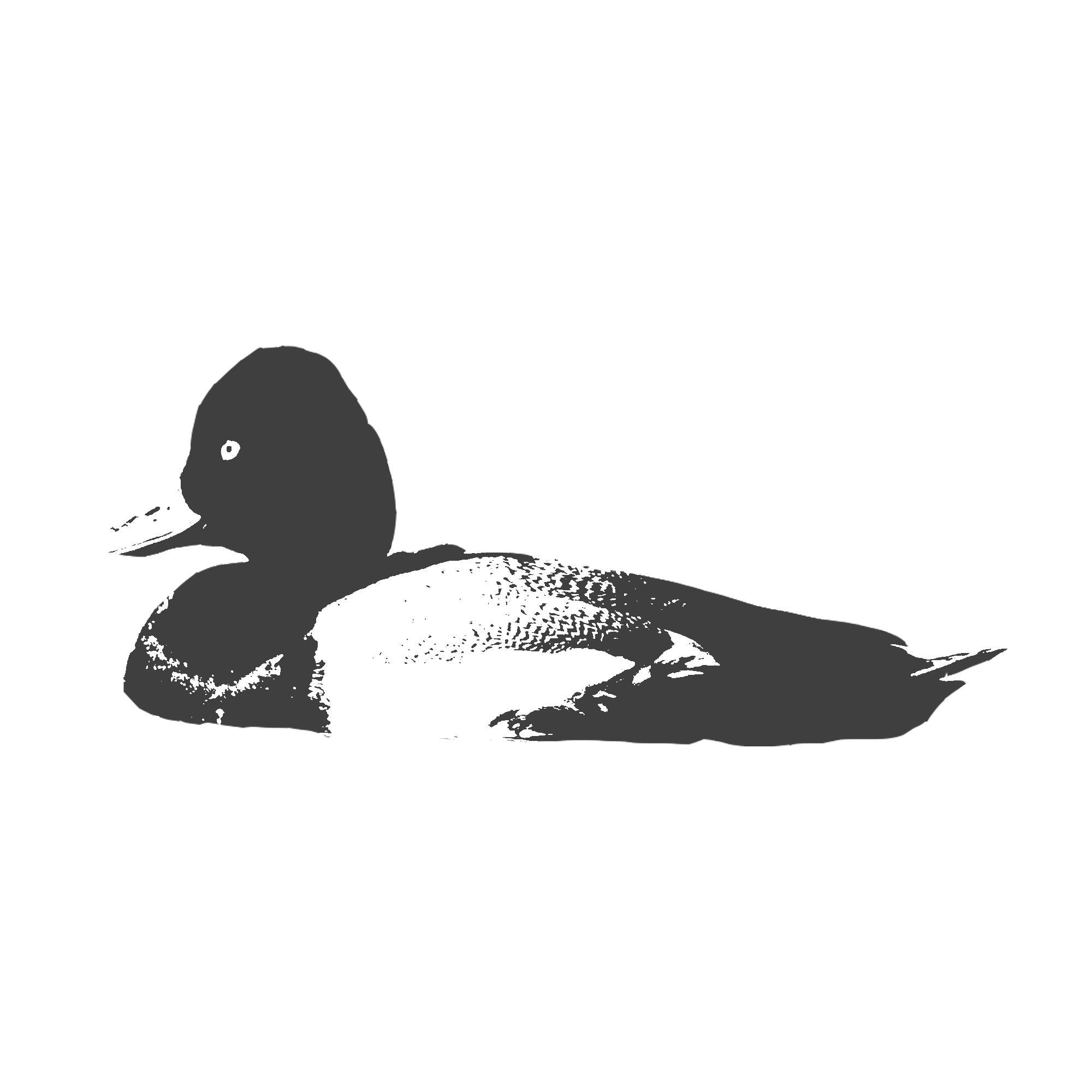 Lesser-Scaup.png