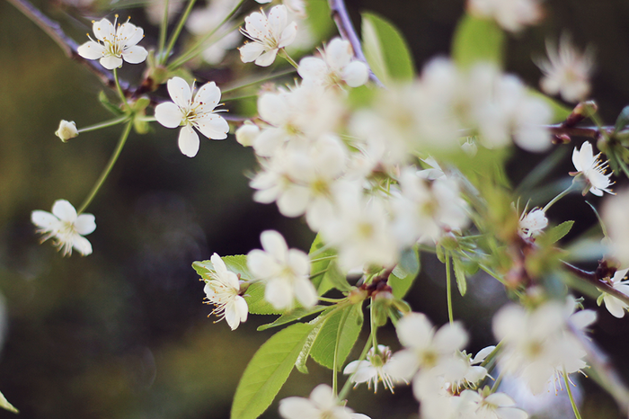 Apple-tree.png