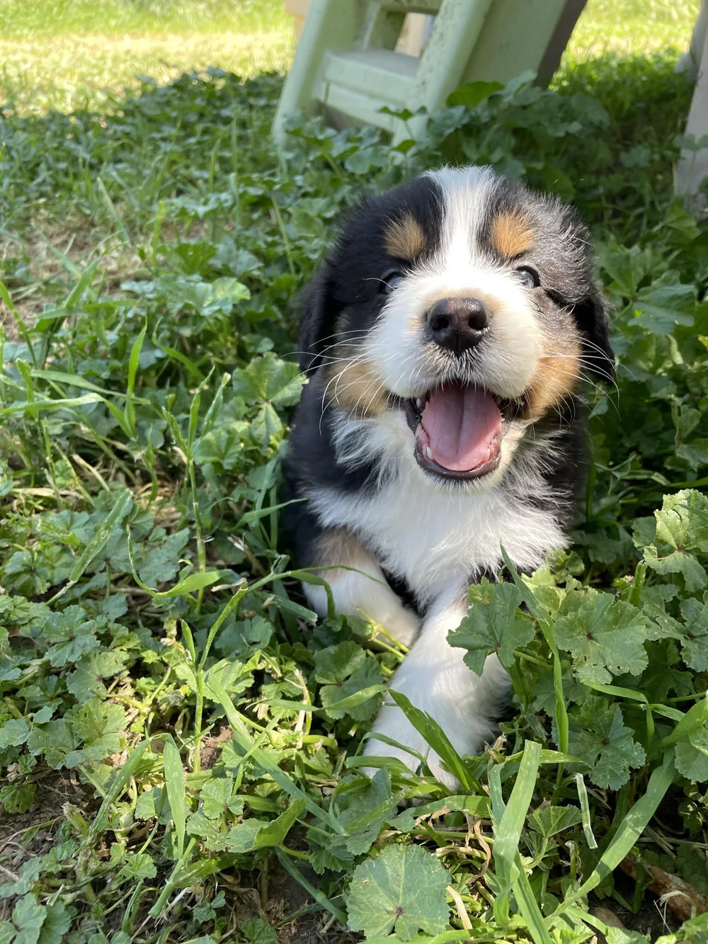 What Is The Best And Safest Mulch To Use With My Puppy Sarah Says Blog