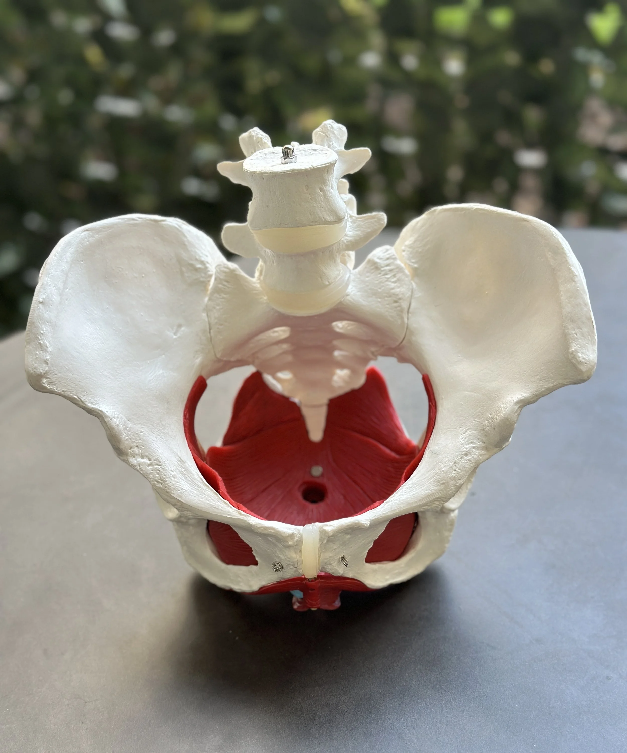 Elevate Your Pelvic Health: Pregnancy, Postpartum, &amp; Beyond