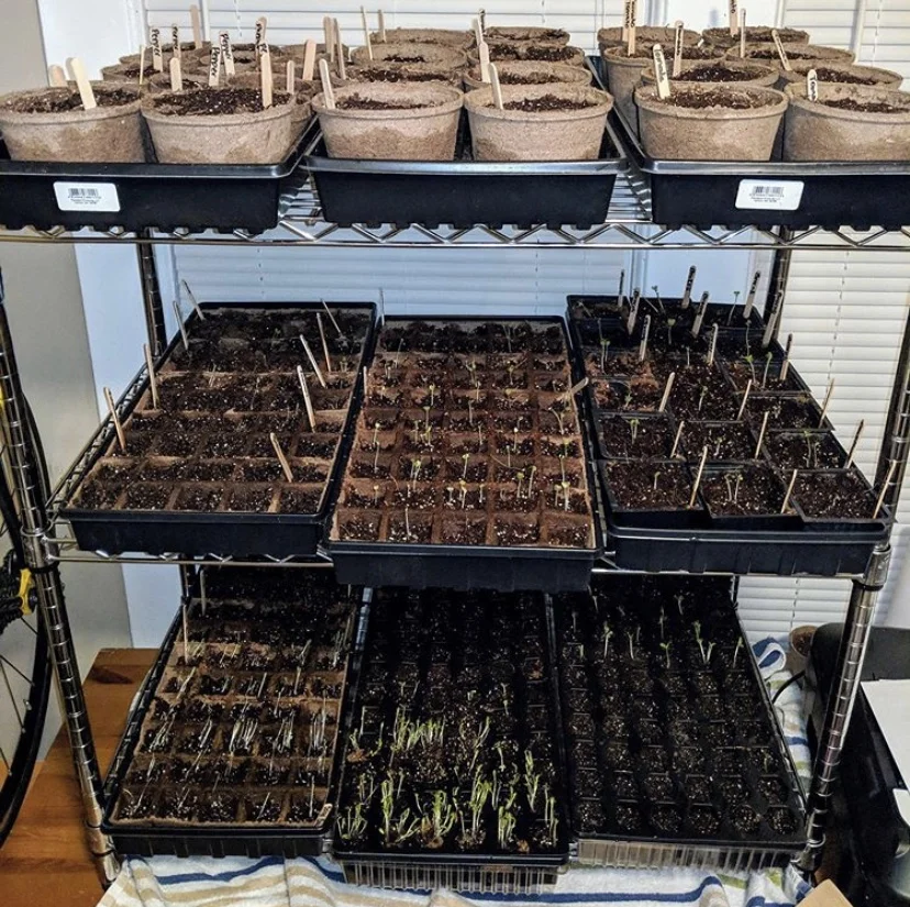 A few weeks back we planned a Saturday afternoon to get a bunch of plants started indoors to extend our growing season. Several of the kids from our street were outside playing and asked to help and be part of the process. Everyone got to pick “their” seeds to plant, and while we may have dropped more seeds on the ground than were put in the trays, it was such a special opportunity to engage our neighbors in the community garden process. Stay tuned for more pictures and stories of our growth.