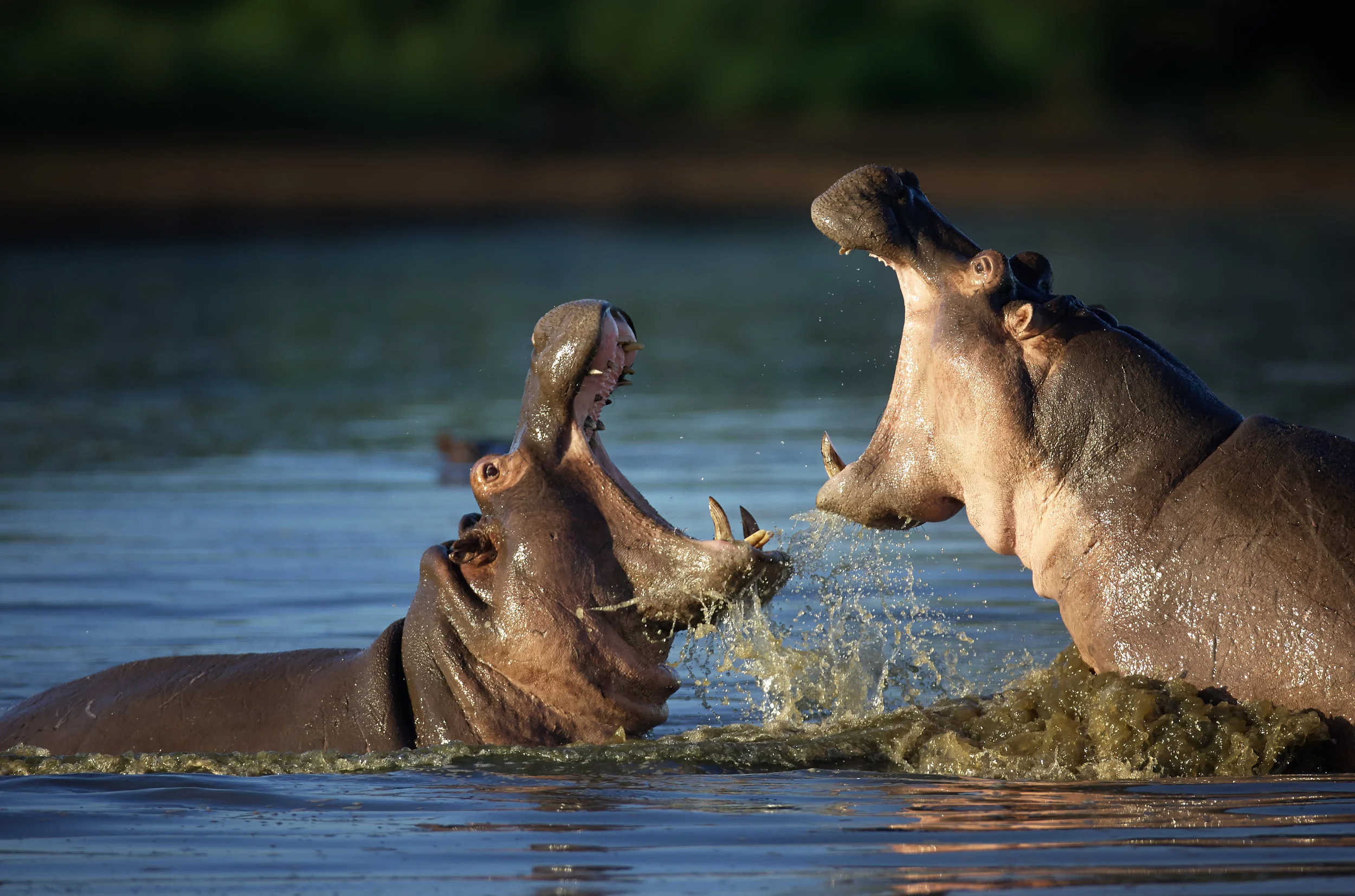 These are actual Hippos. This is not what we're talking about. But they sure look pissed. I bet their last Staff Meeting went bad... because of HiPPO.