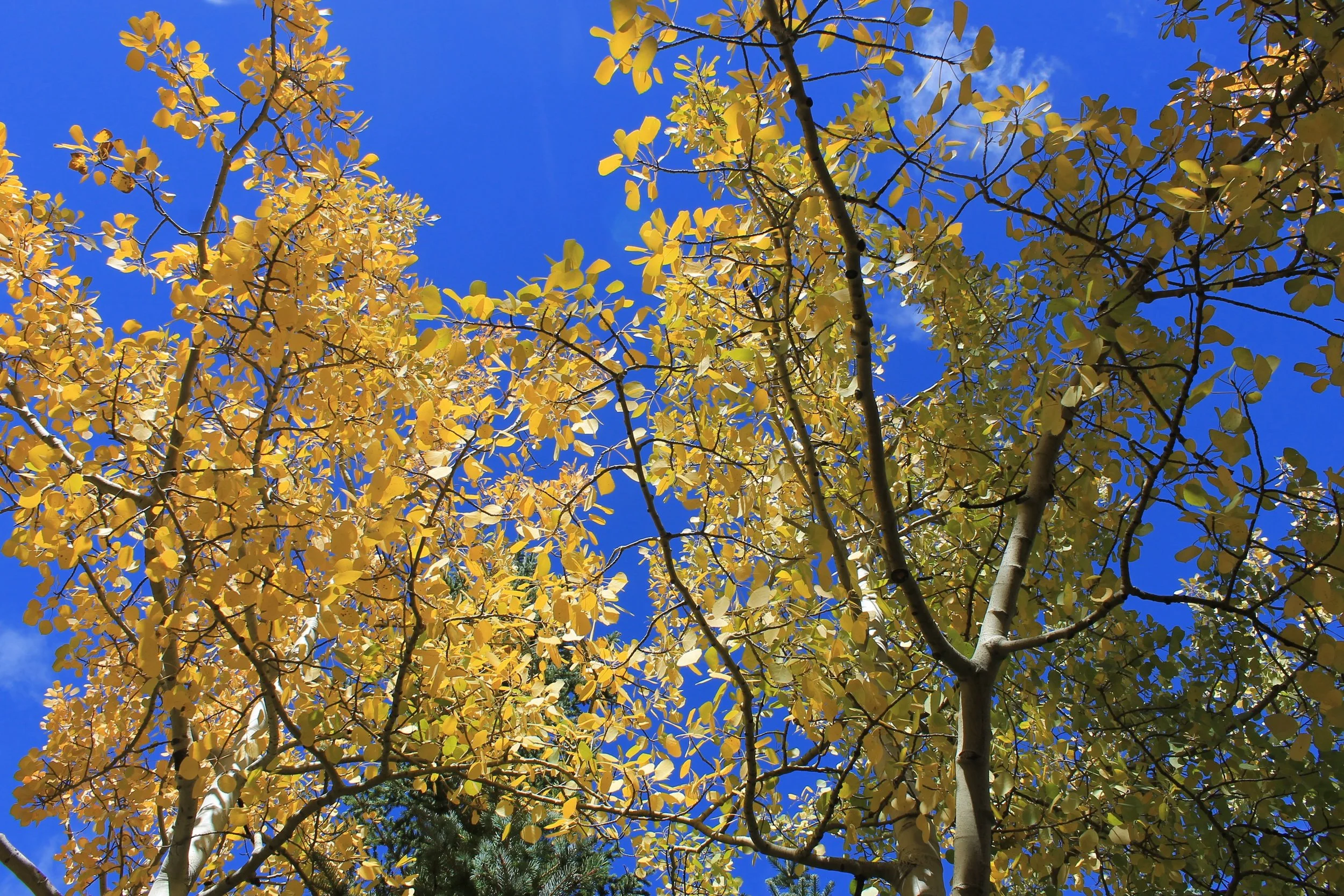 Half Year Subscription