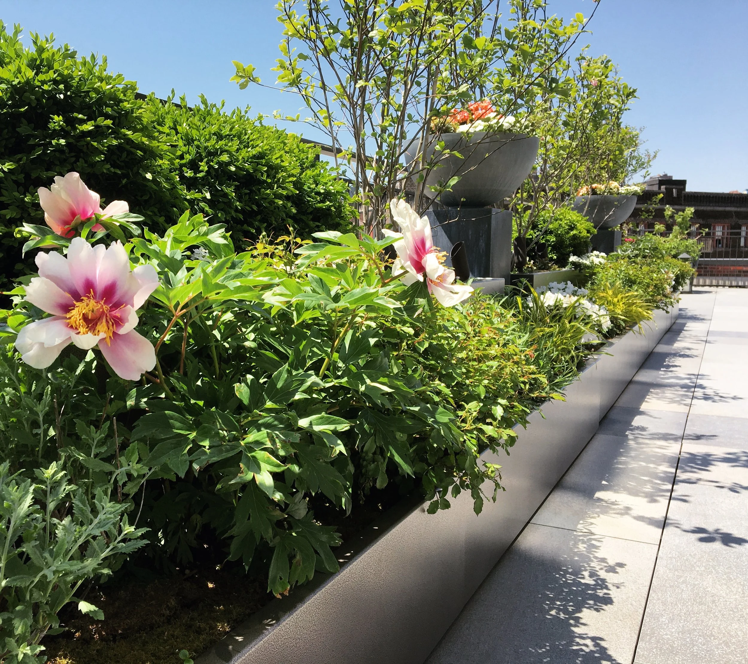 WEST VILLAGE PLANTING