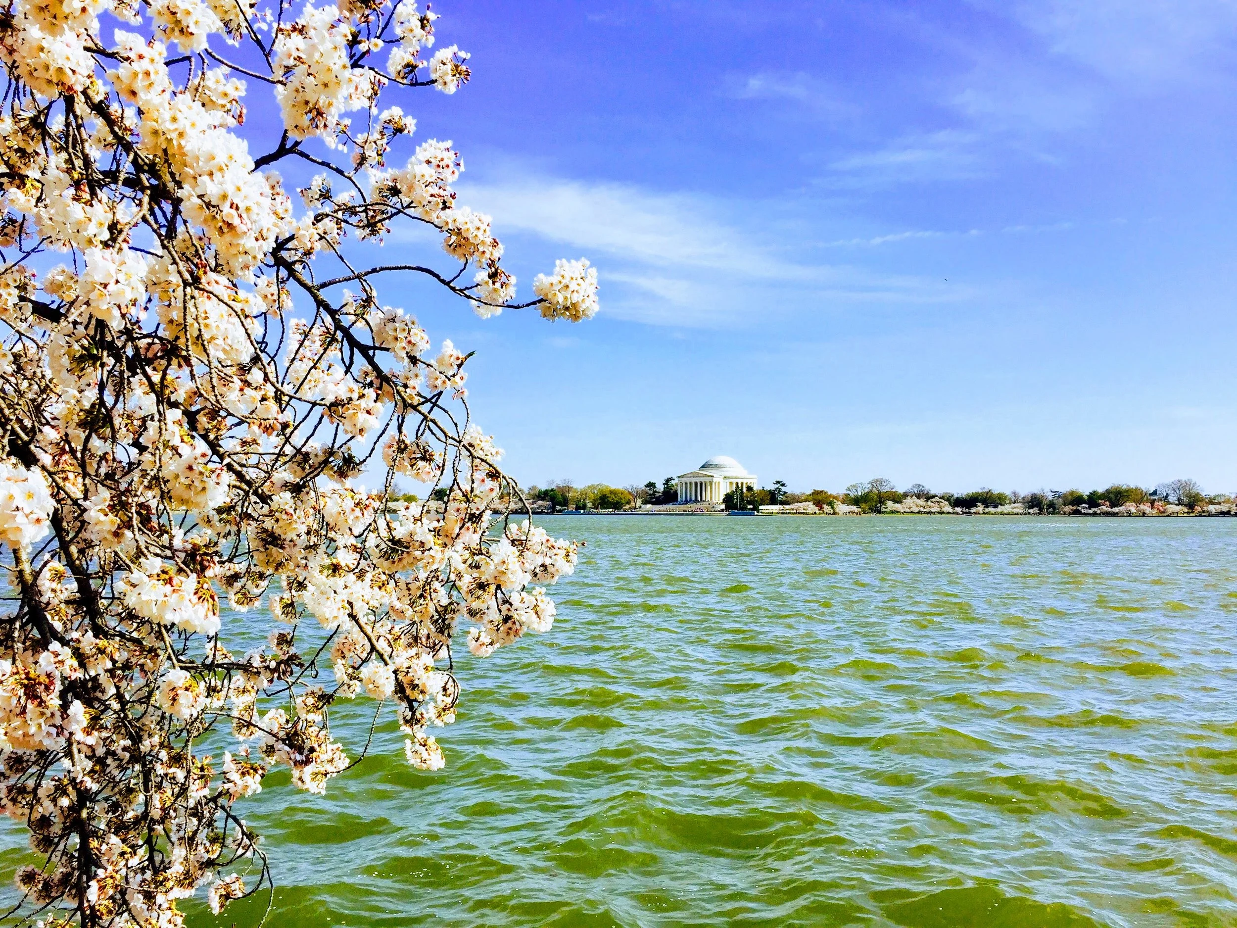 cherry-dc.jpg