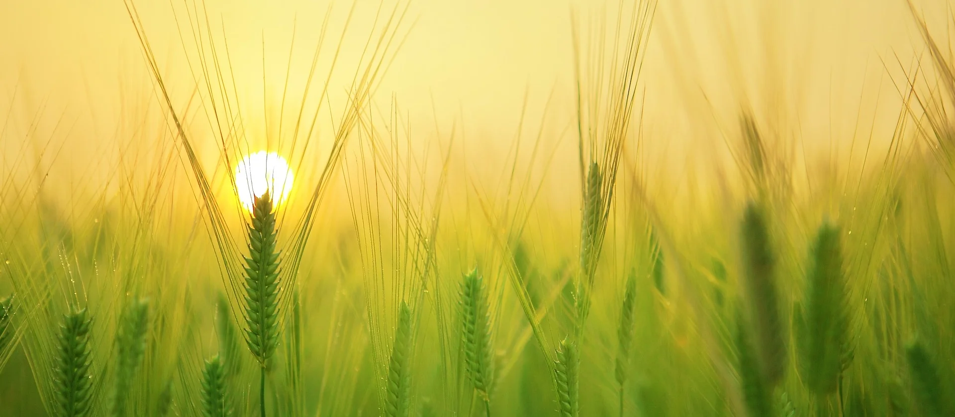 barley-field-1684052_1920.jpg