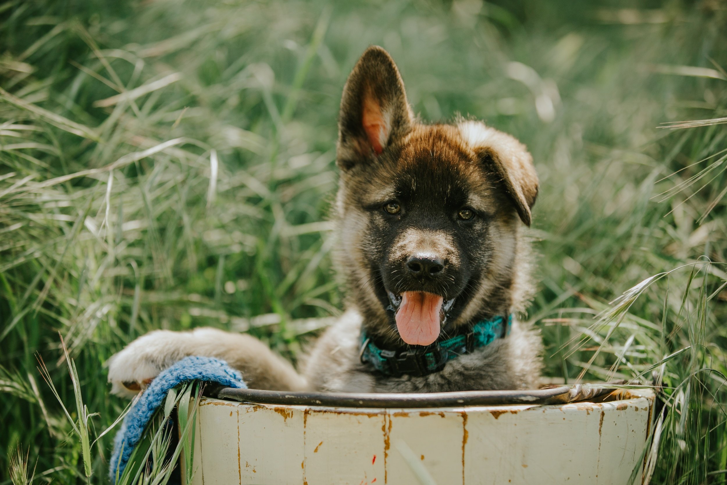 HUCKLEBERRY ☆ Husky/Shepherd 