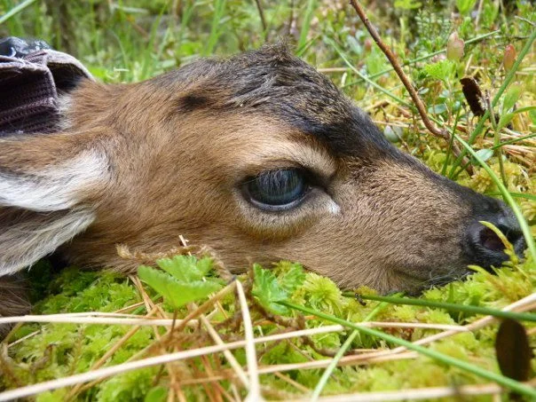 A sitka black-tailed deer fawn at birth