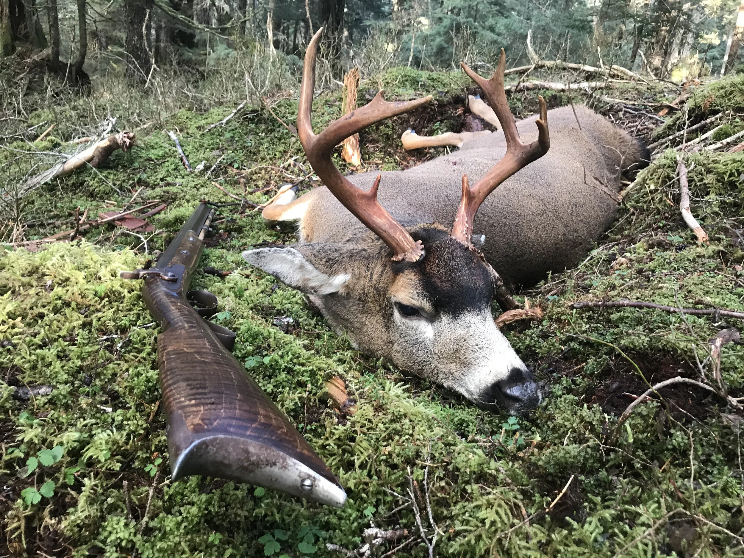Sitka black-tailed deer buck