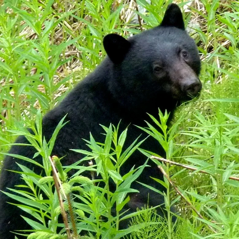 A young black bear foraging on fireweed
