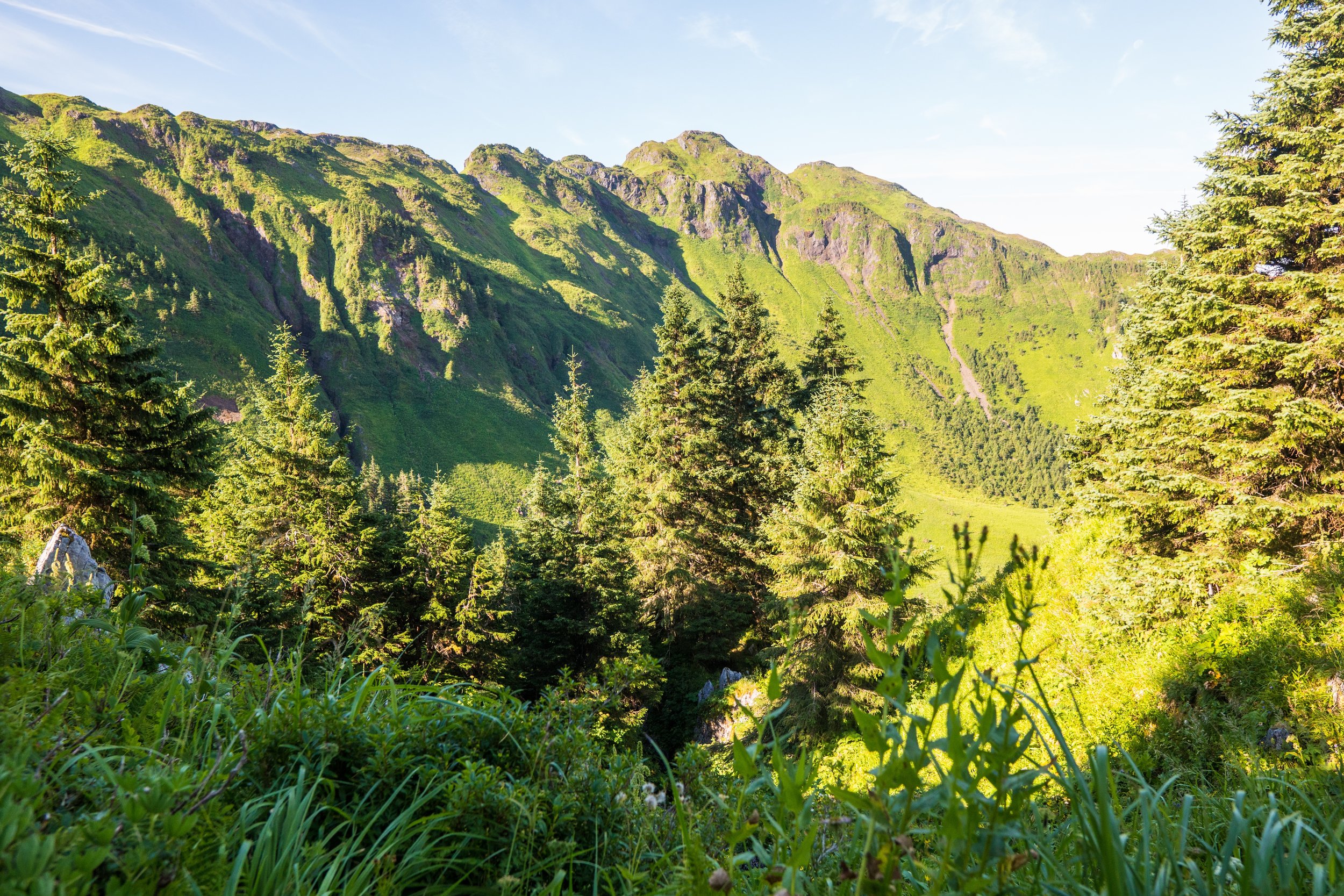 Alpine habitat in summer