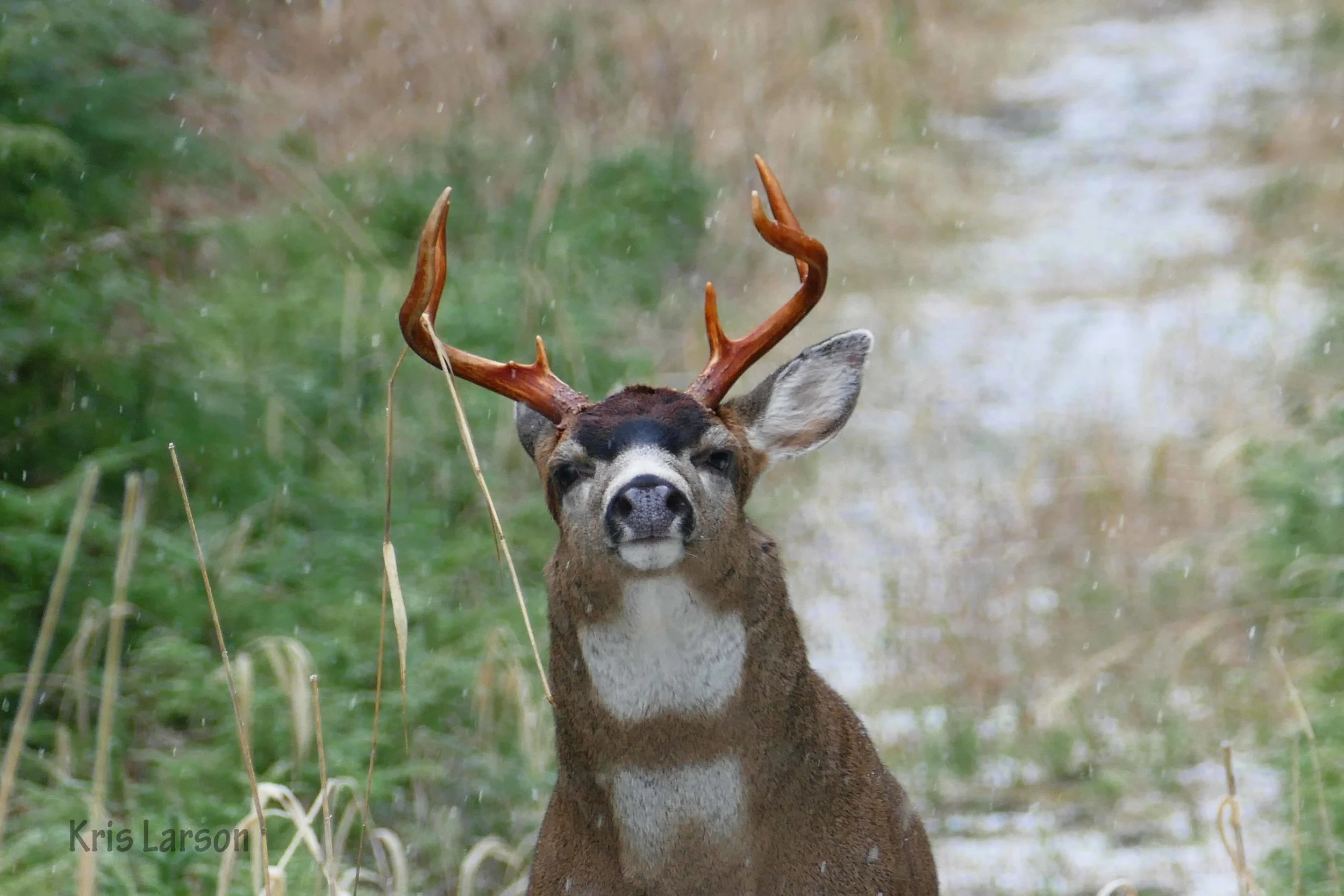 Larson+buck1.jpg