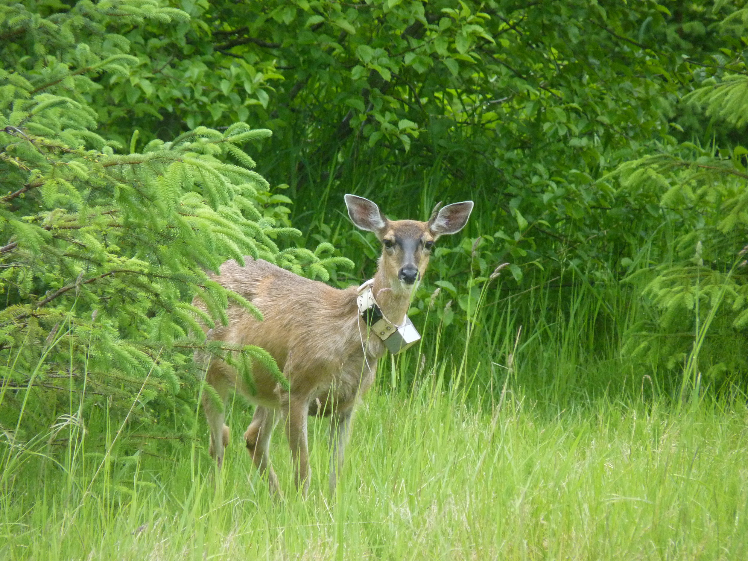  GPS collars are an important way of tracking deer movements and habitat preferences 