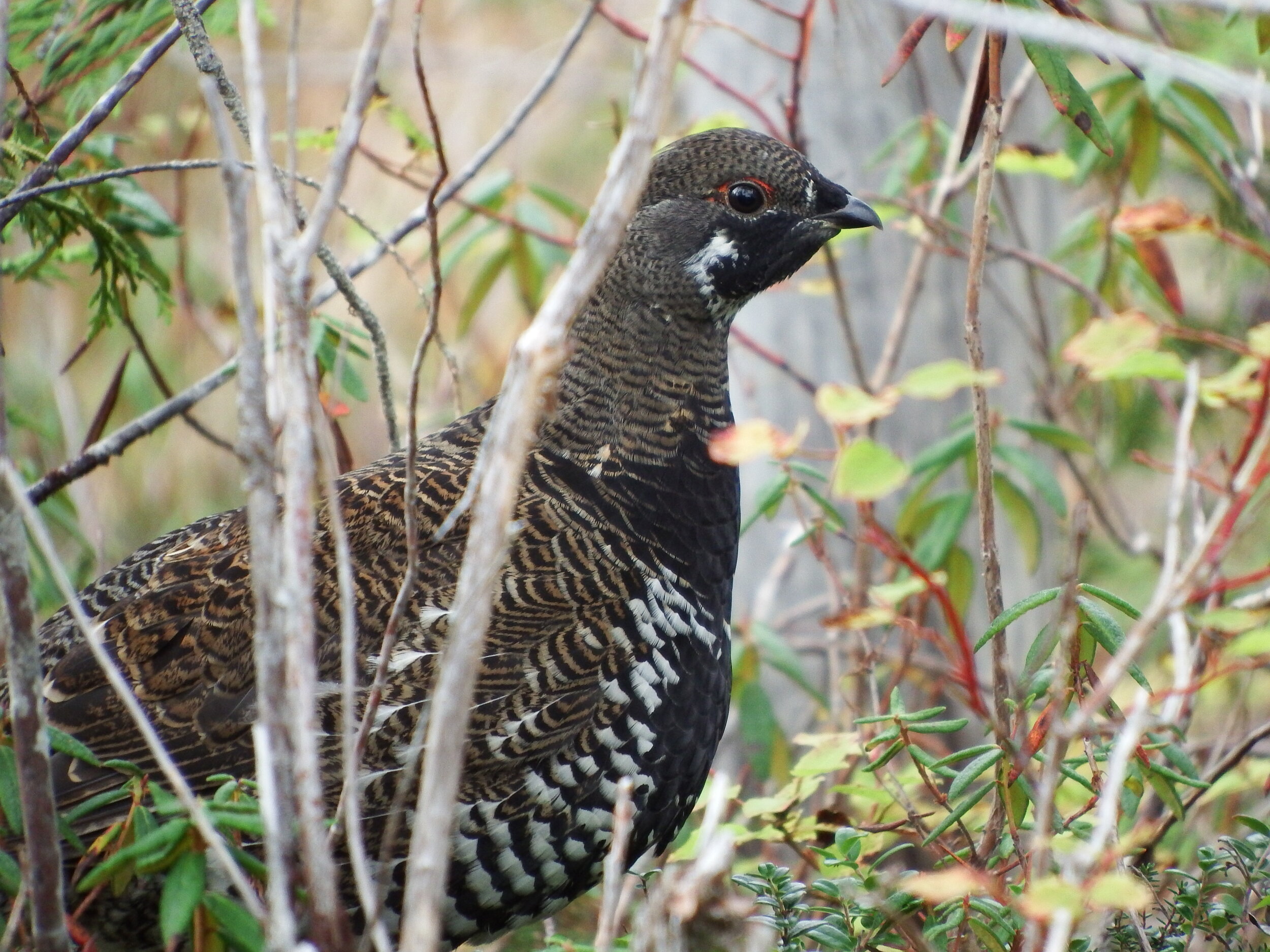 DSCF6409.JPG