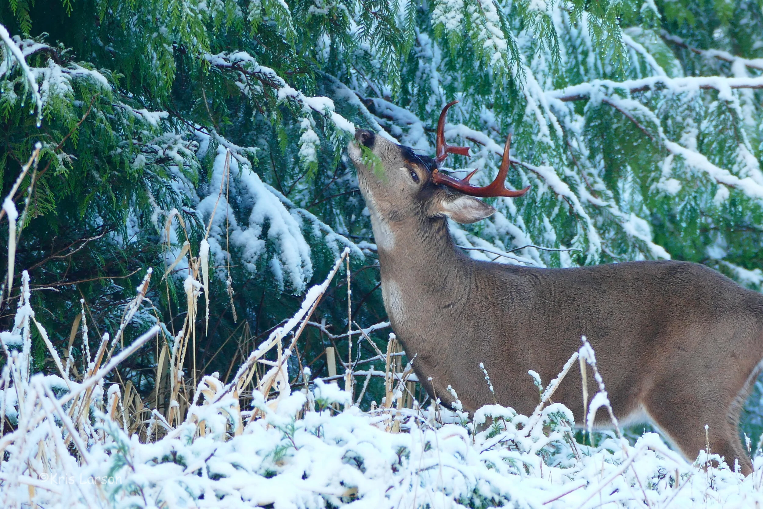 deer 12-3-19.6.jpg