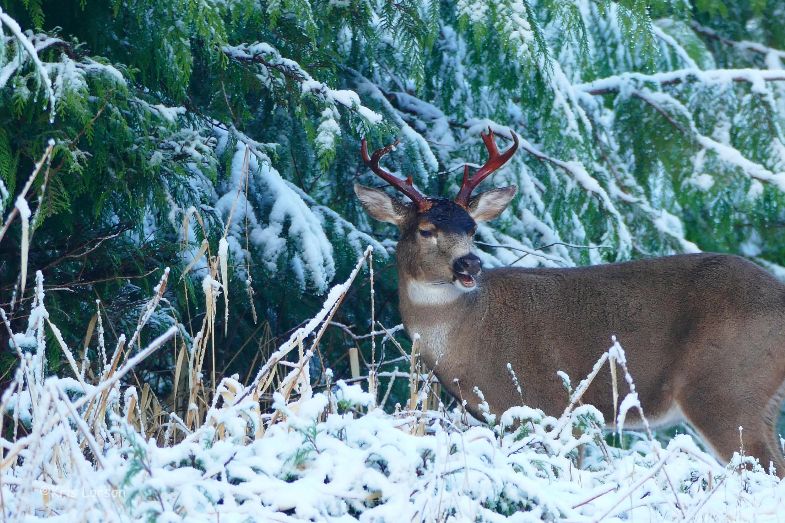 deer 12-3-19.7.jpg