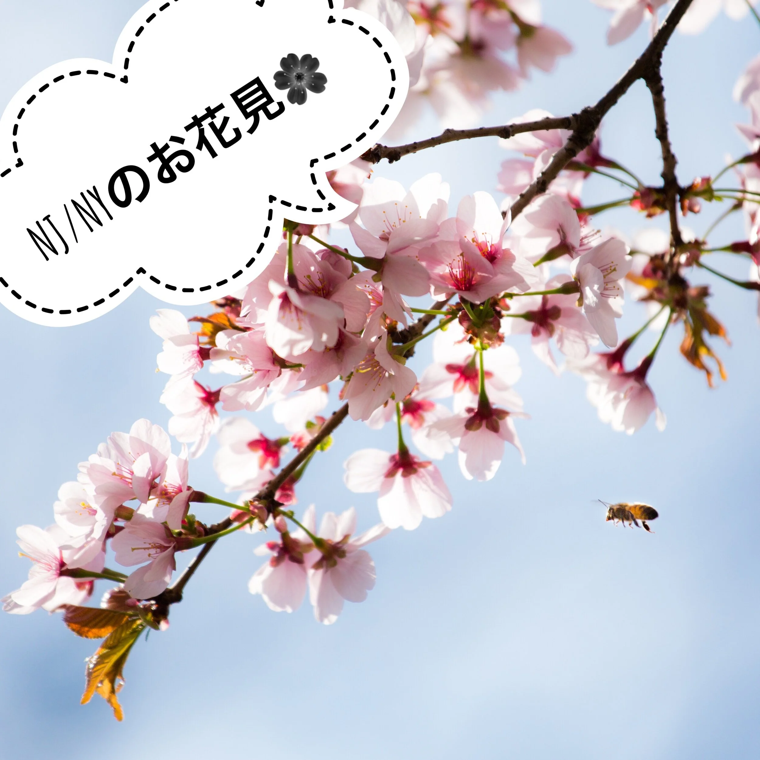 NJ/NYのお花見🌸