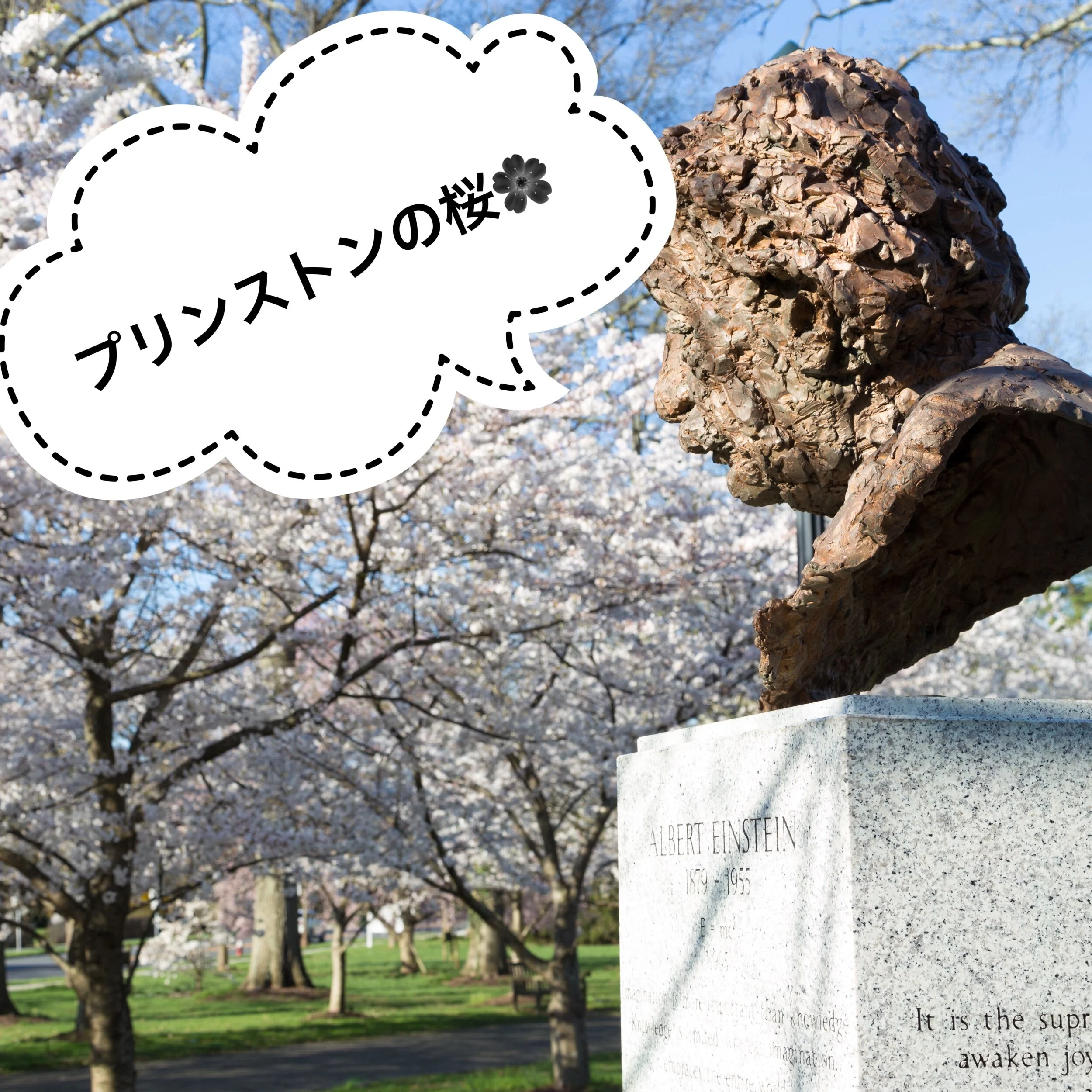 プリンストンの桜🌸