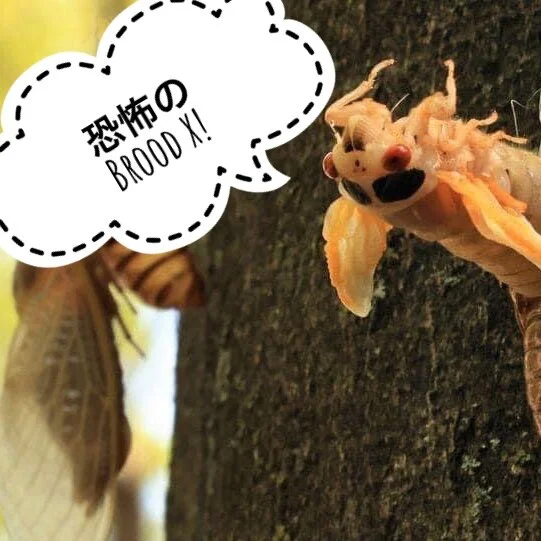 恐怖のBrood X！