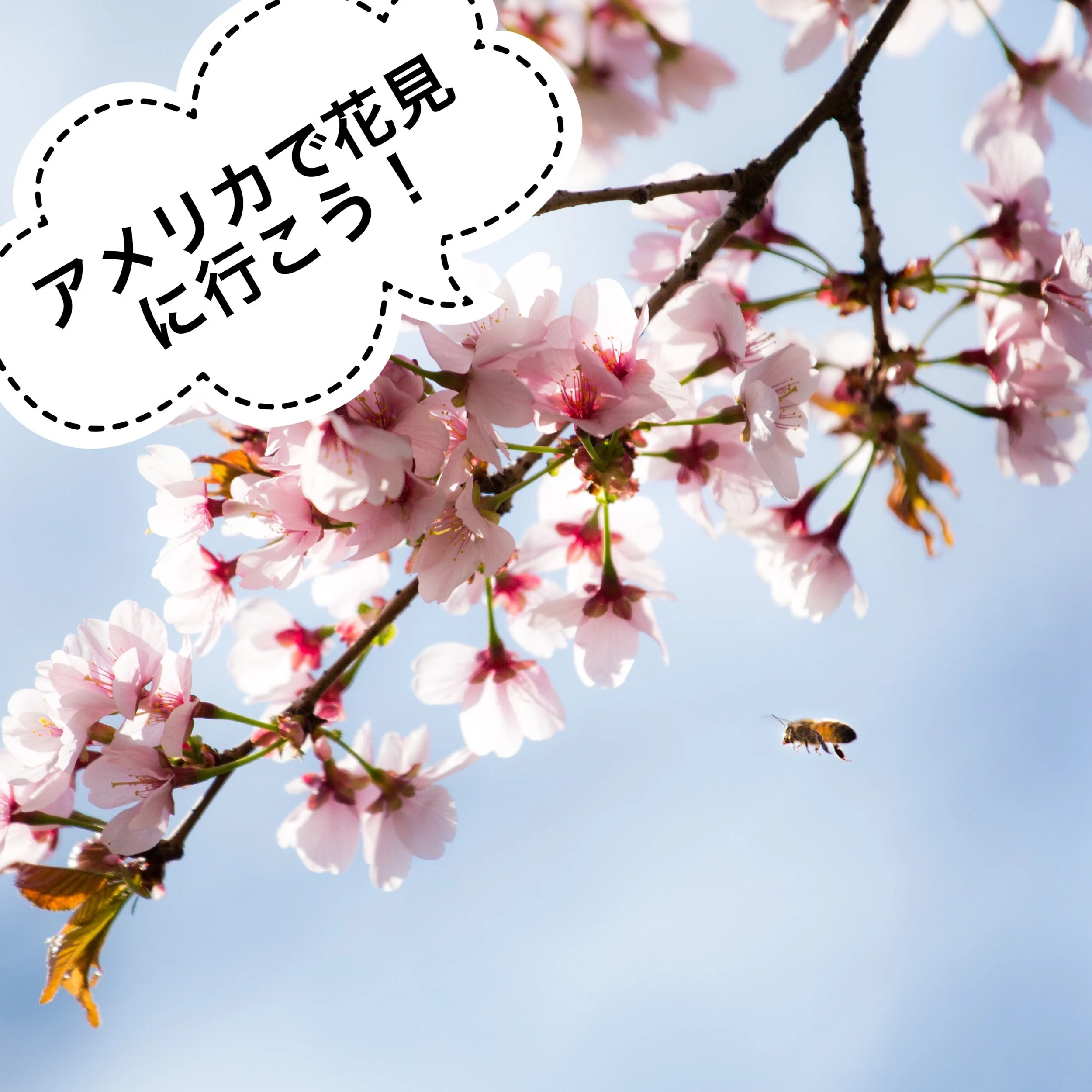 アメリカで花見に行こう！
