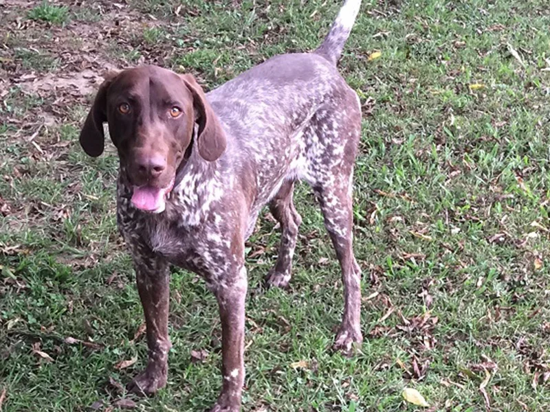 zeke-spintopkennel.jpg