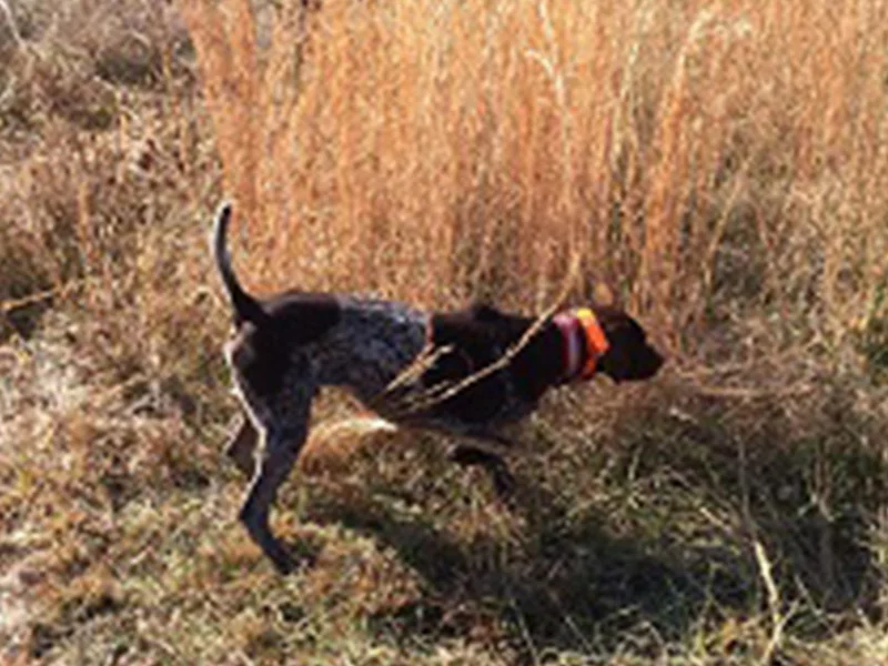 jubal-spintopkennel.jpg