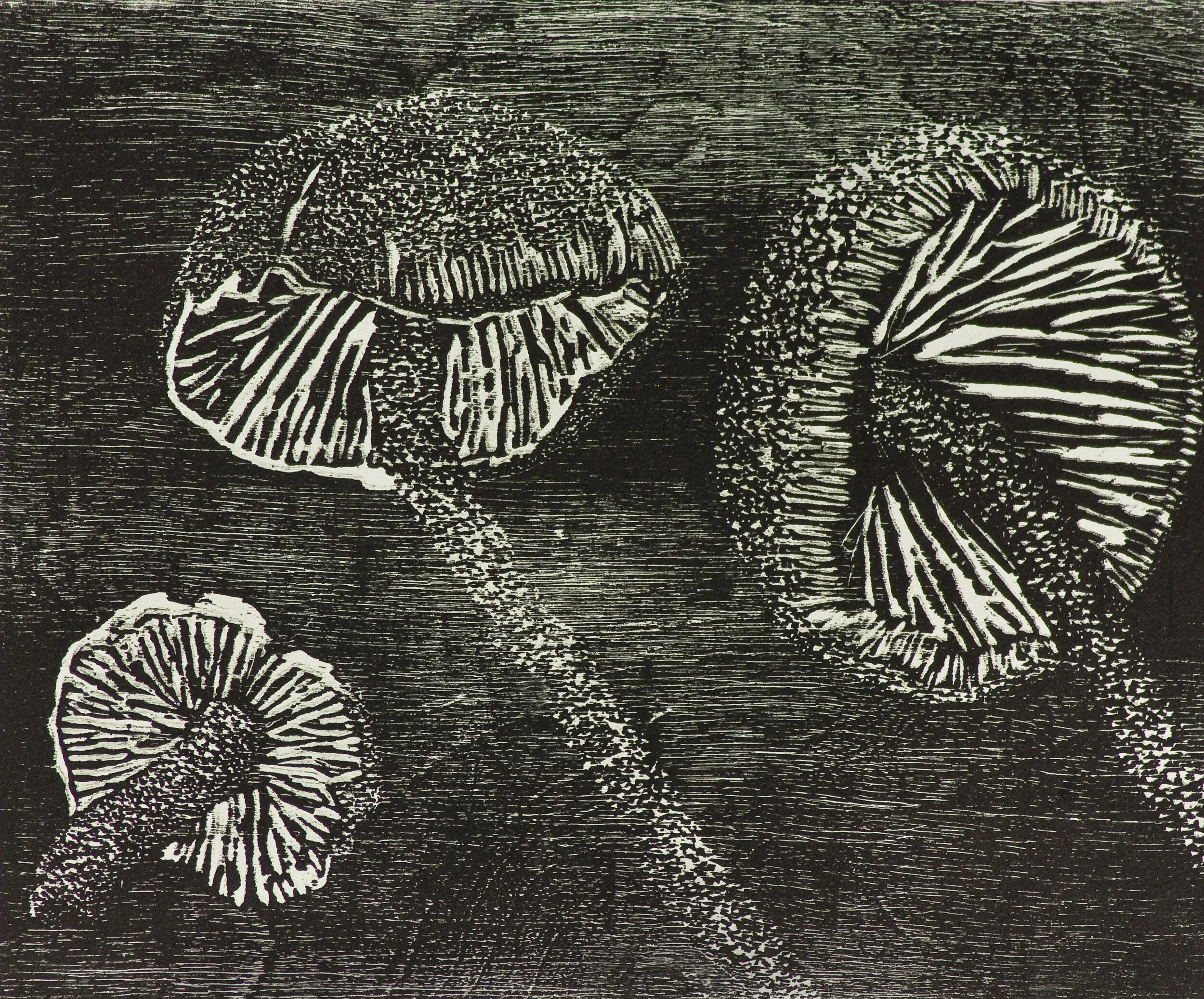 Entering the Fairy Ring