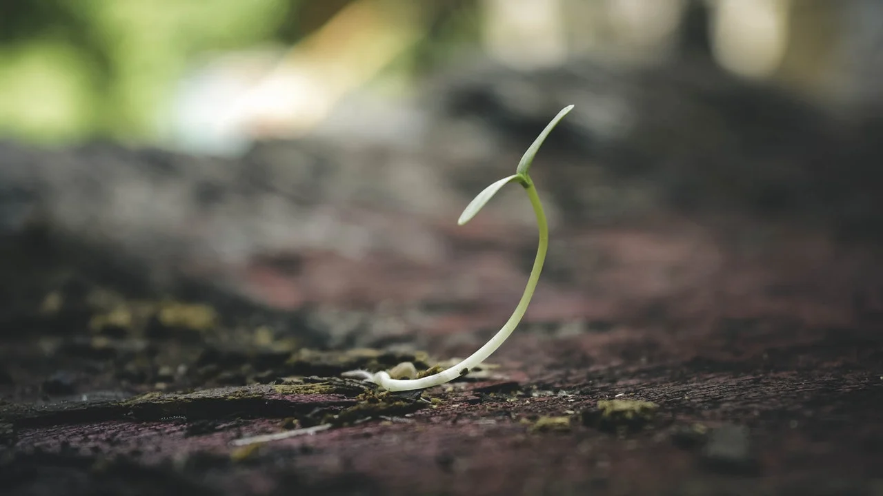 Plant Breakthrough.jpeg
