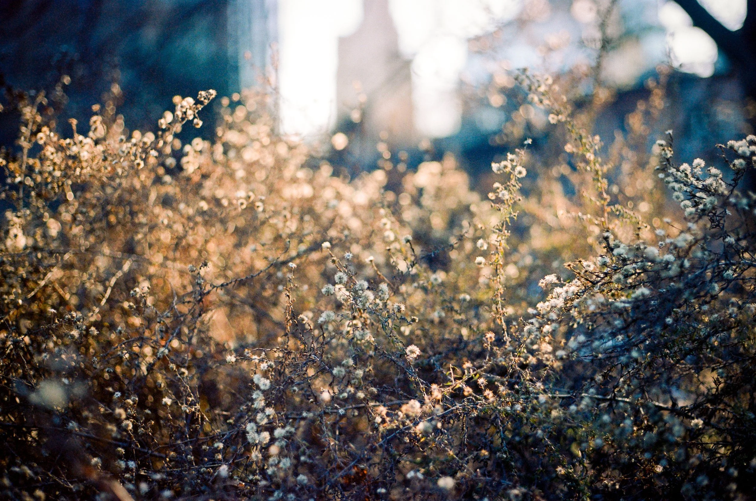 fort greene, early spring.jpeg