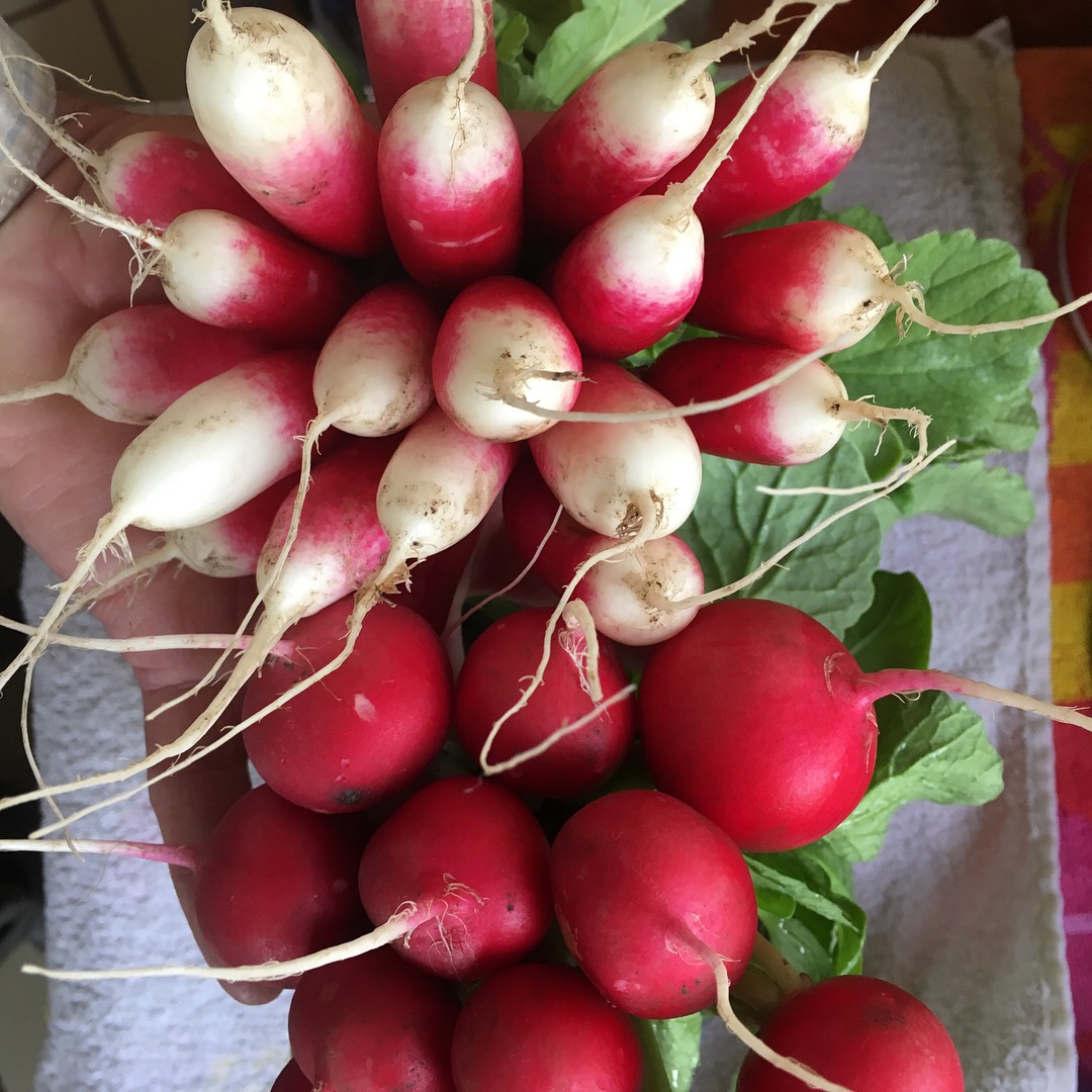 Radishes.2.JPG