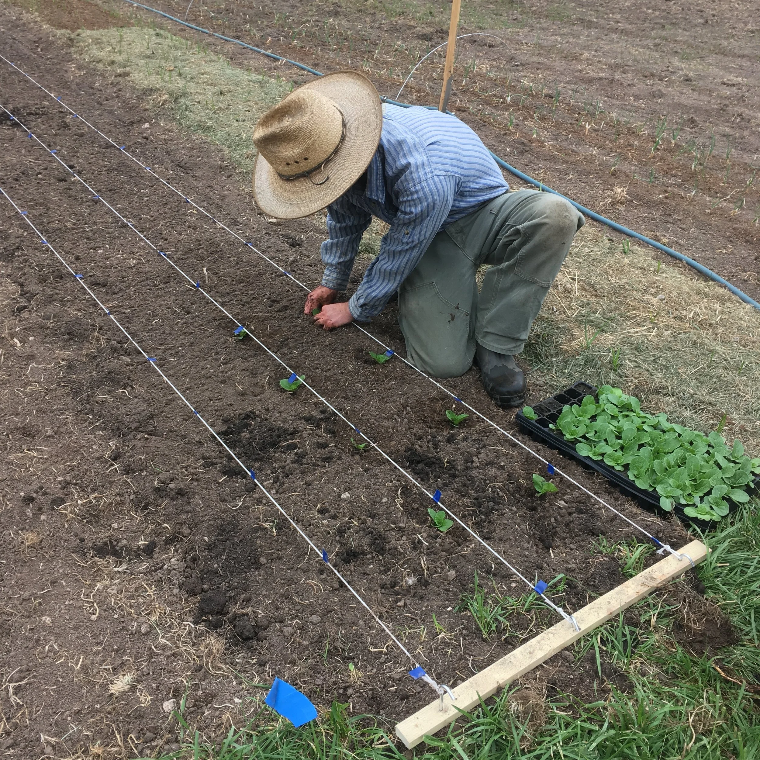 CP transplanting.JPG