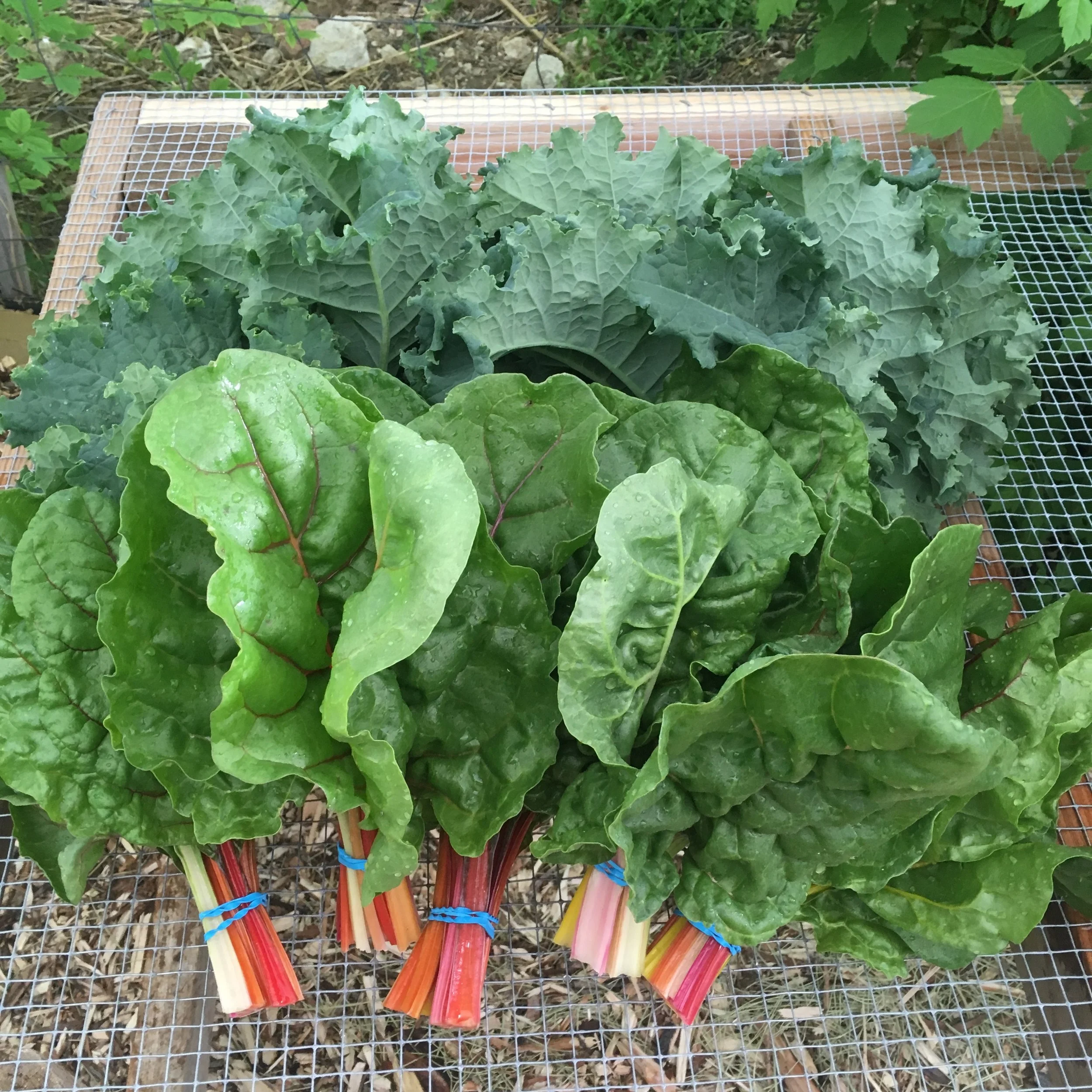 Chard and Curly Kale.JPG
