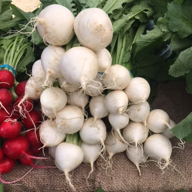 Hakurei Turnips_bunched.JPG