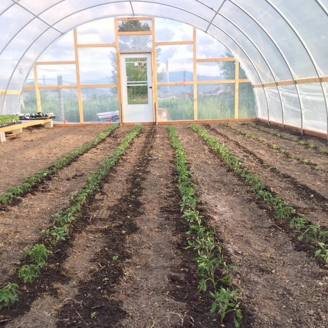 Green house_tomatoes.JPG