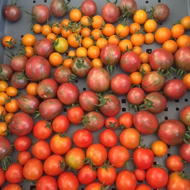 Cherry Tomatoes in Harvest Tote.JPG