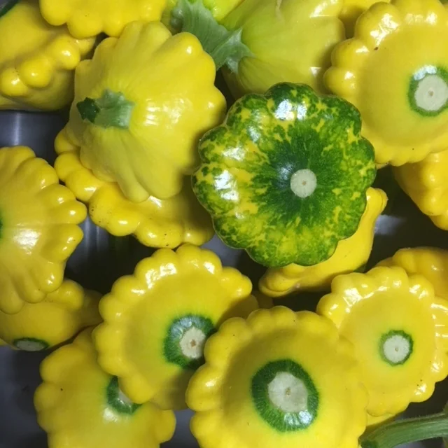 Patty Pan Squash.JPG