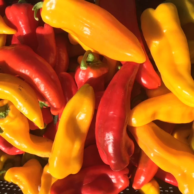 Sweet Peppers_en masse.JPG
