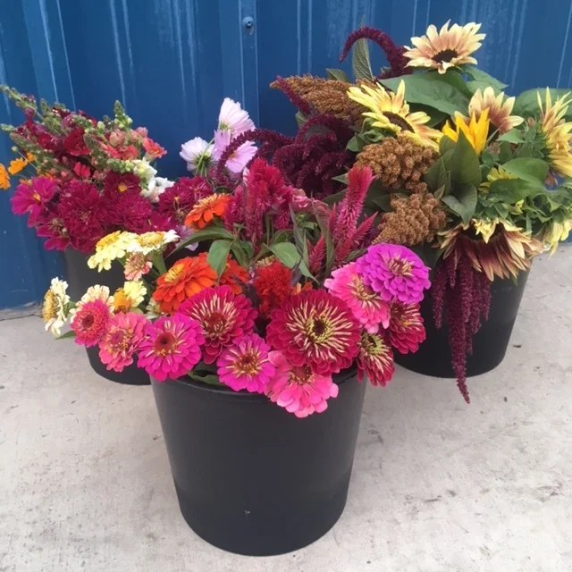 Flower buckets.JPG