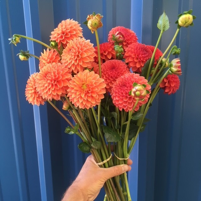 Dahlia bouquets.JPG