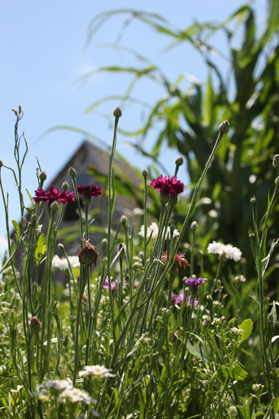 04_slimbuttegarden.jpg