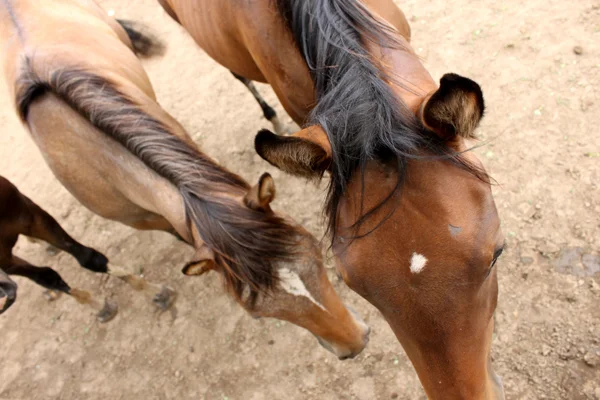 18_olcerihorses.jpg
