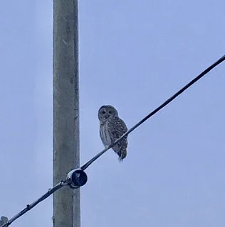 Al the Owl - Photo by Leilah