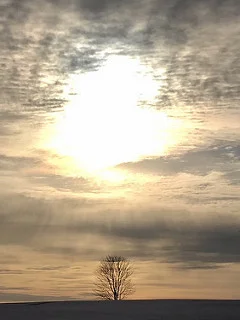 Tree of Life, Photo by Leilah