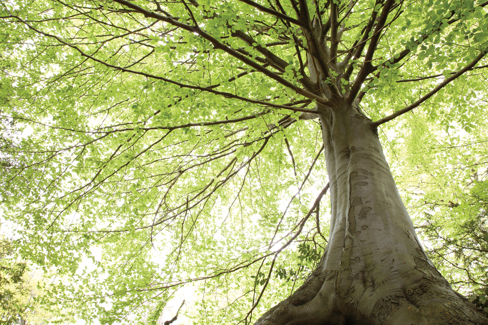 green_tree.png