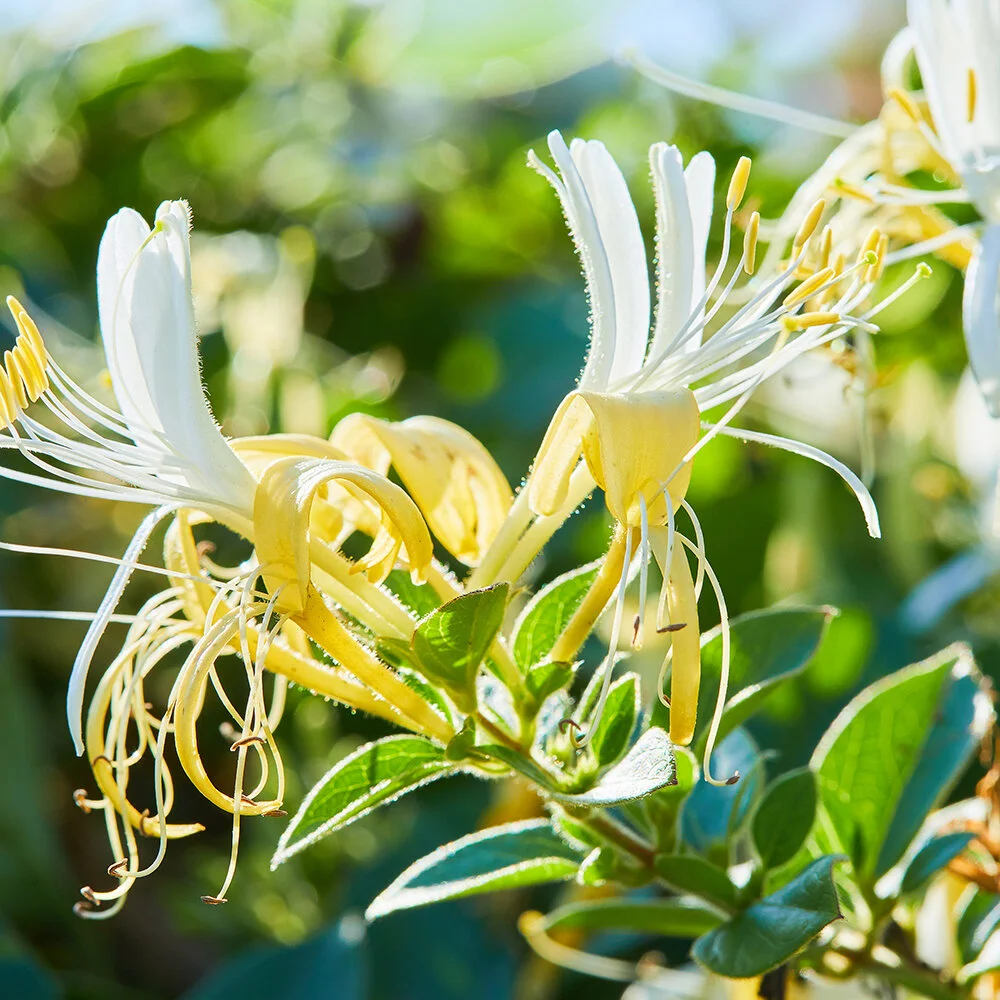 Herb Corner: Japanese Honeysuckle