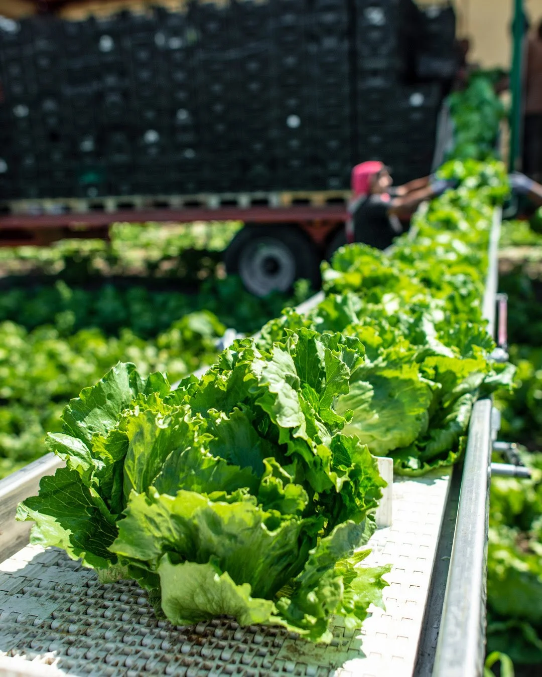 What the Cyclospora Outbreak Can Teach Us About Food, Health, and Prevention