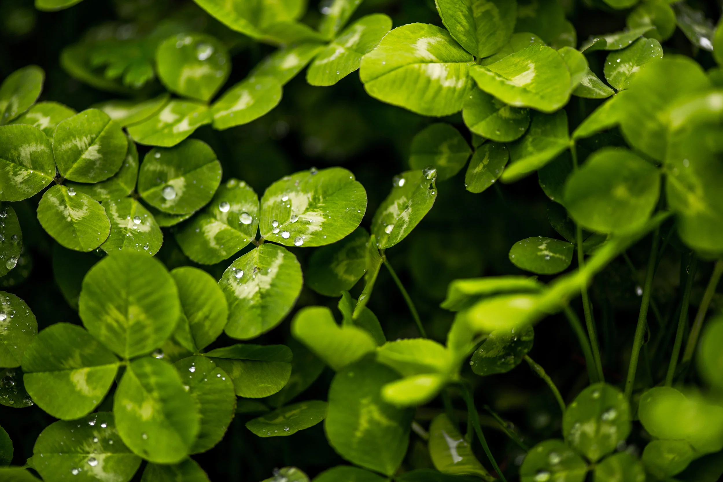 Clover1