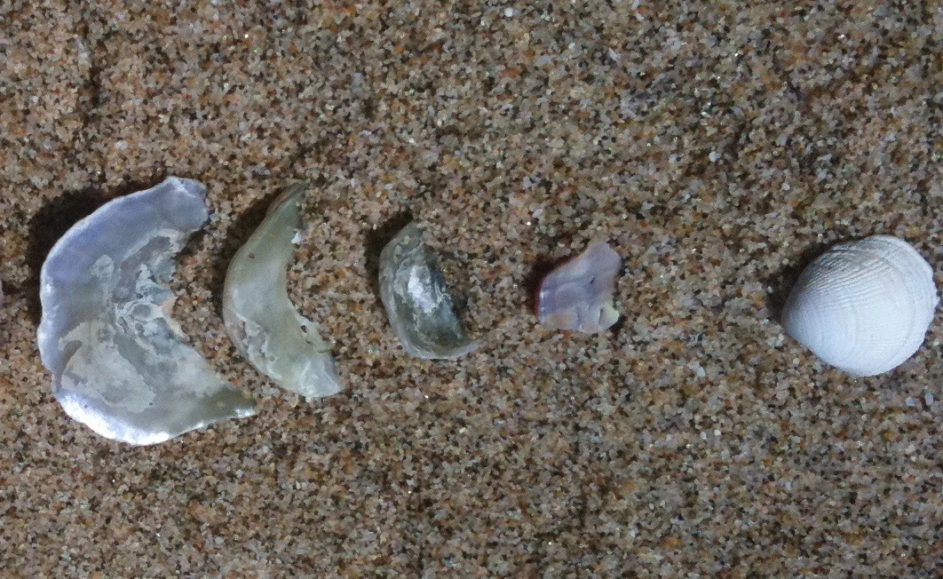 Shell Offerings1.jpg