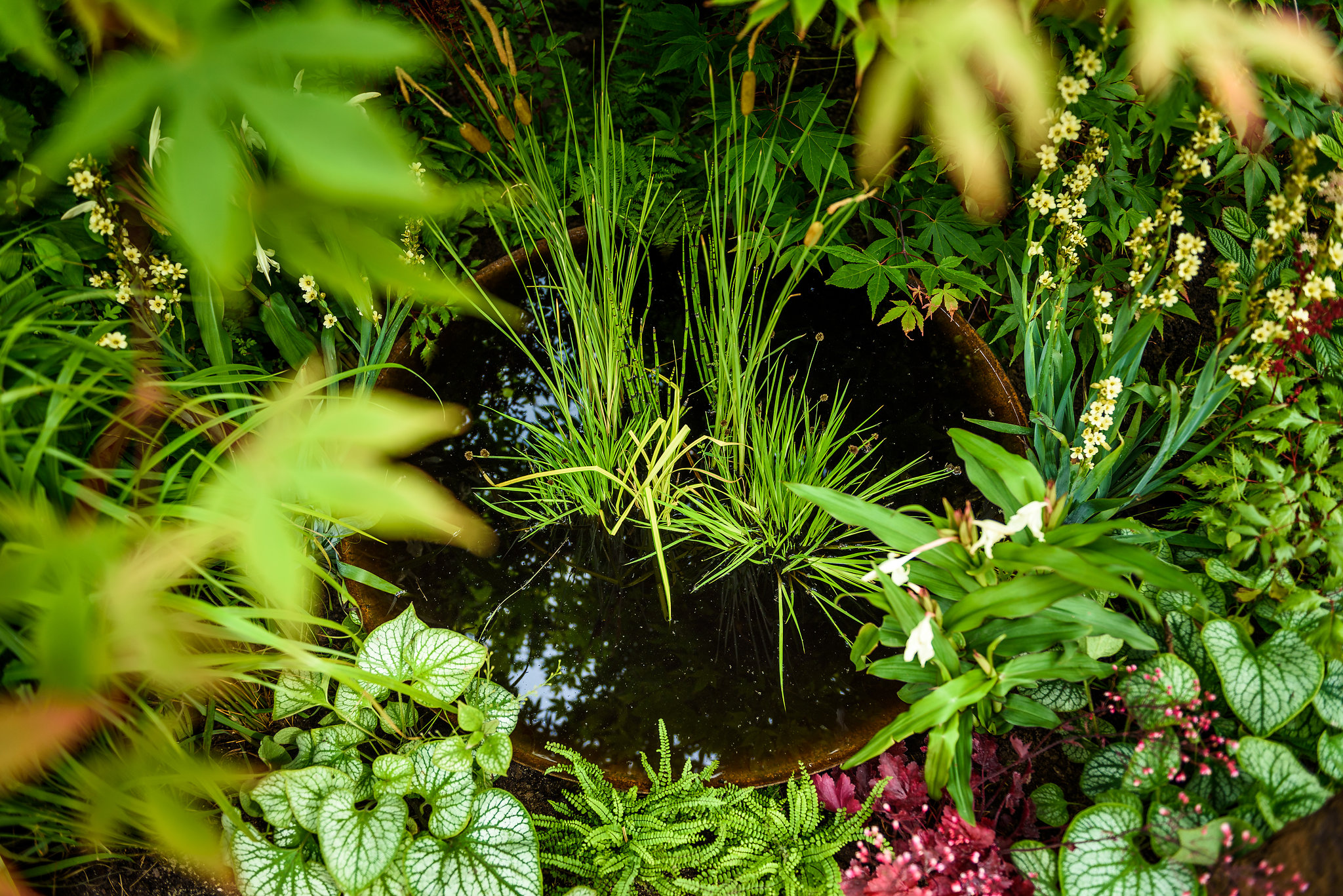 PC-GardenersWorld2018-044.jpg